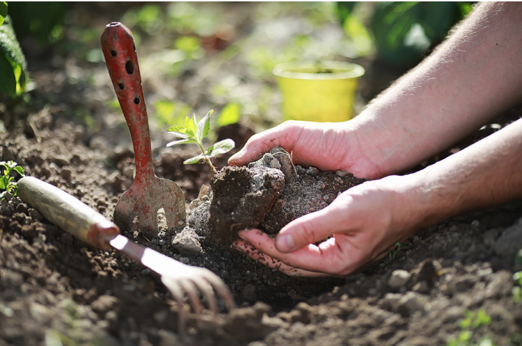 SOIGNER SON ENVIRONNEMENT PAYSAGER : Nourrir son sol pour de belles récoltes