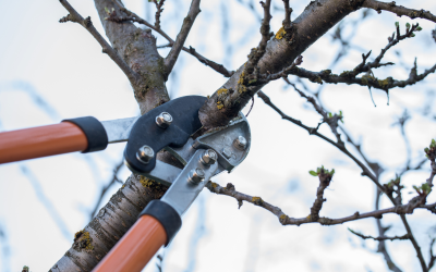 SOIGNER SON ENVIRONNEMENT PAYSAGER : 4 clés pour bien tailler et soigner vos arbres en hiver