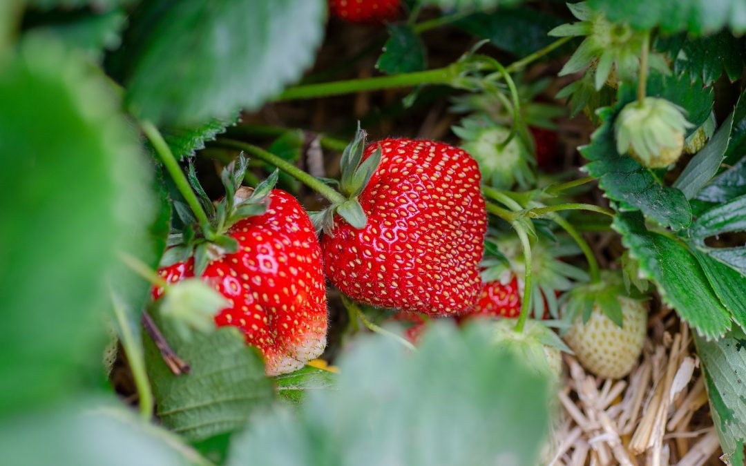 FOCUS VÉGÉTAL : La fraise