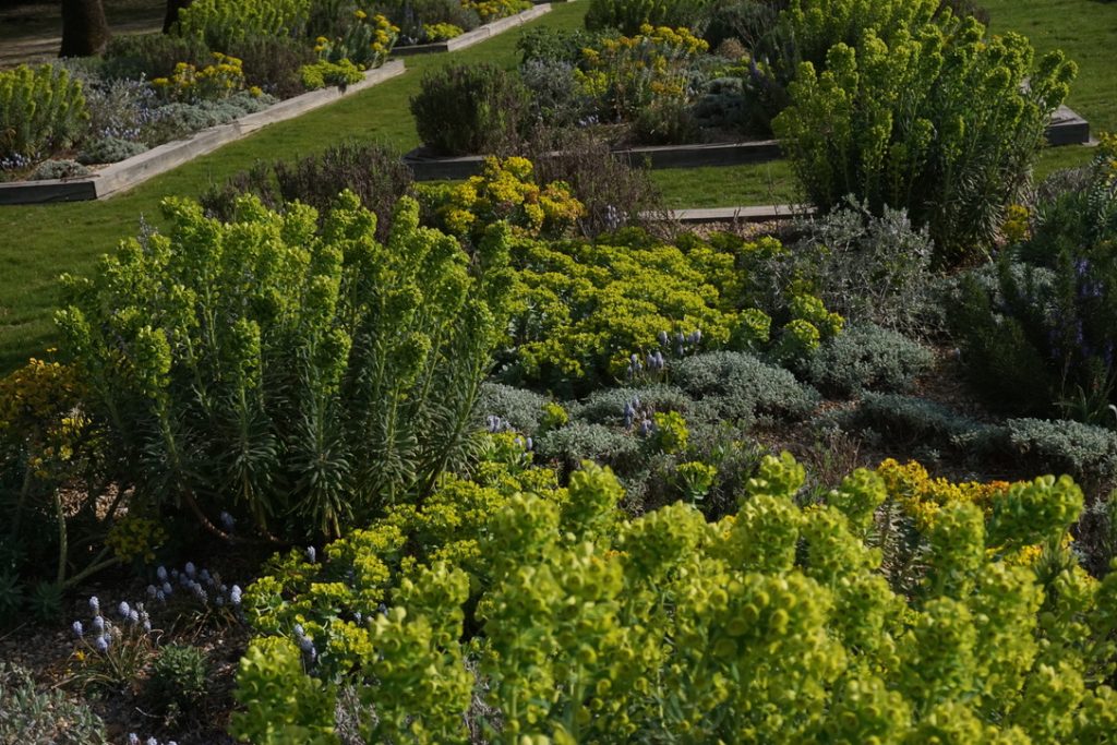 Exemple jardin méditerranéen - Nicholas Tomlan 2
