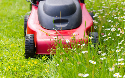Le secret pour ne pas désherber votre pelouse
