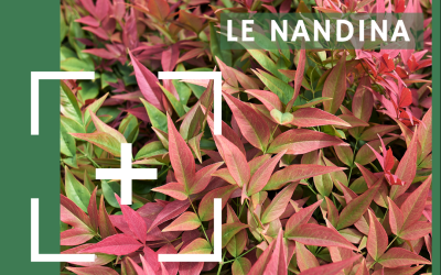 FOCUS VÉGÉTAL : le Nandina éclaire vos jardins aux 4 saisons