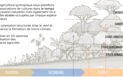 Connaissez-vous la nouvelle tendance du jardin-forêt ?