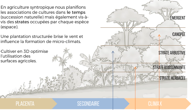 Connaissez-vous la nouvelle tendance du jardin-forêt ?